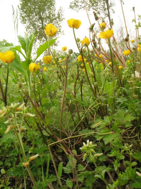 Fiore giallo - Ranunculus sp.