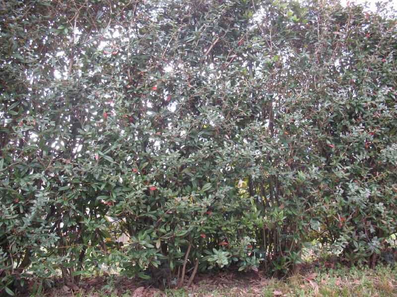 Arbusto da siepe - cfr. Berberis julianae