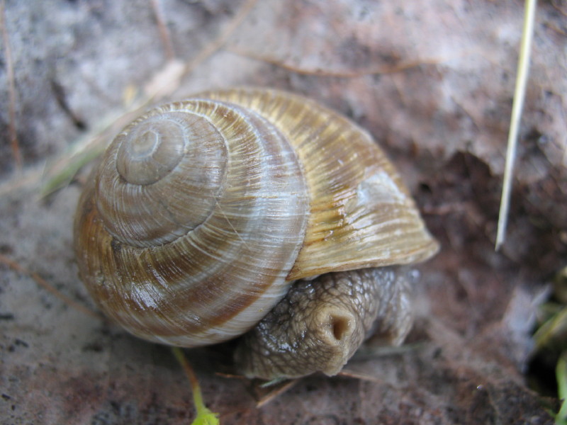 Helix pomatia