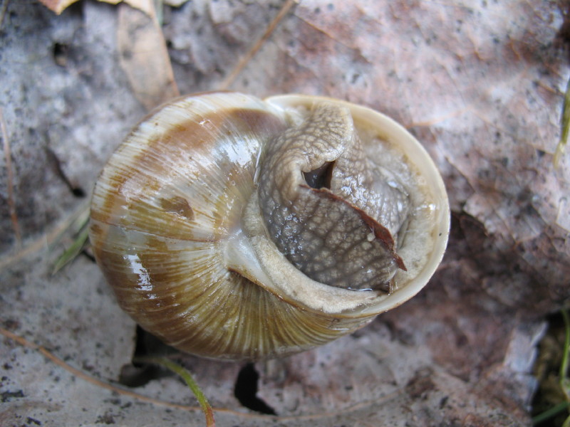 Helix pomatia