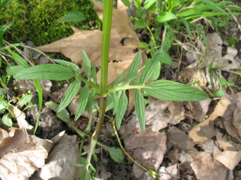 Valeriana dioica / Valeriana palustre