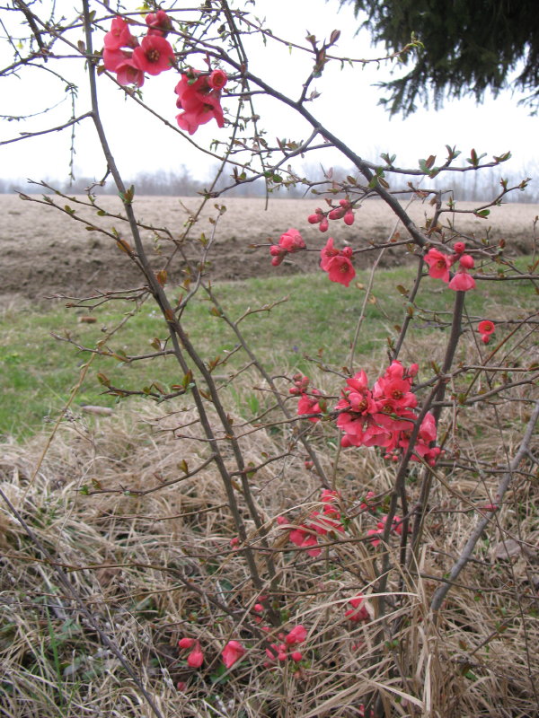 Rosacea? - Cydonia japonica