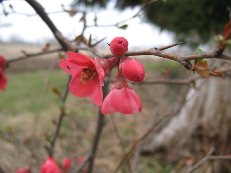 Rosacea? - Cydonia japonica