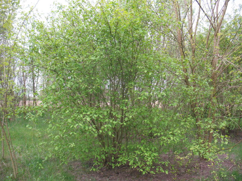 Cornus sanguinea