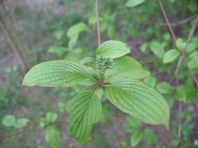 Cornus sanguinea