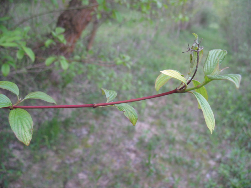 Cornus sanguinea