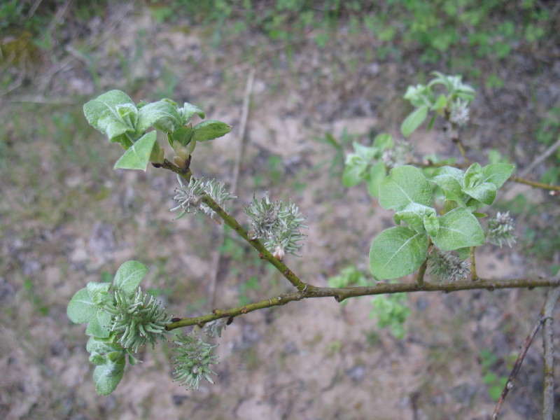 Che albero ? - Salix sp.