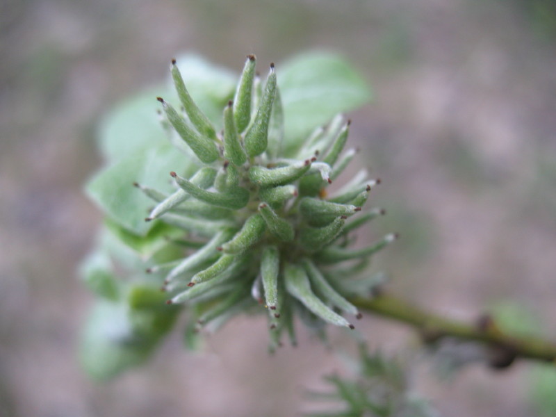 Che albero ? - Salix sp.