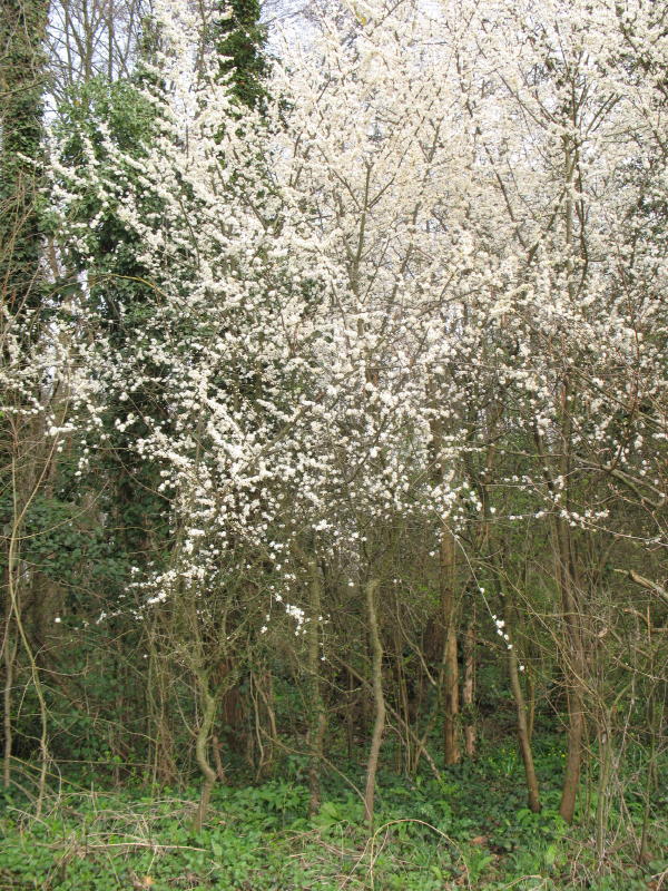 Albero da frutto: Prunus sp.