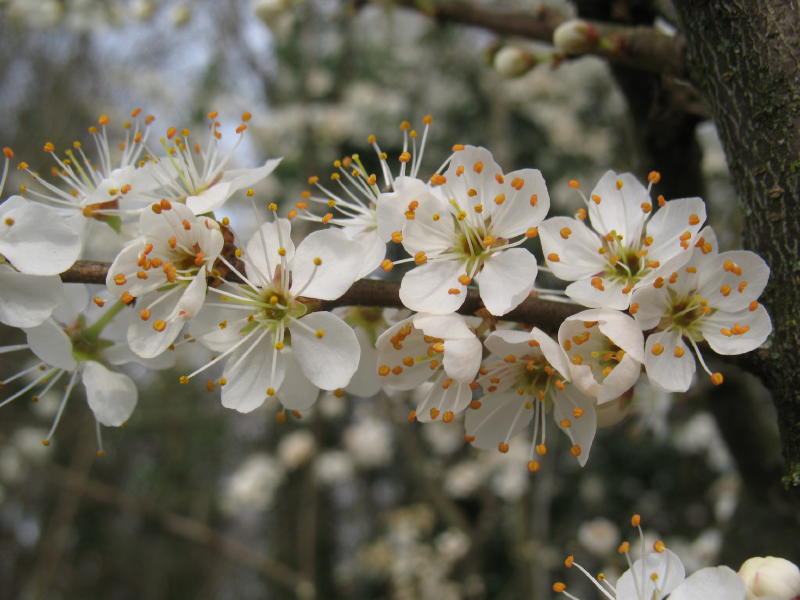 Albero da frutto: Prunus sp.