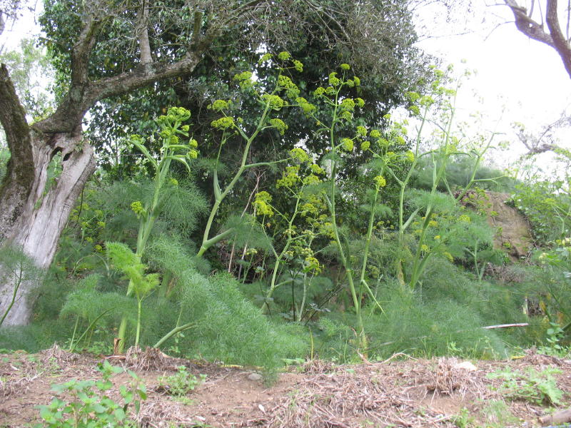 Ferula communis / Ferula comune