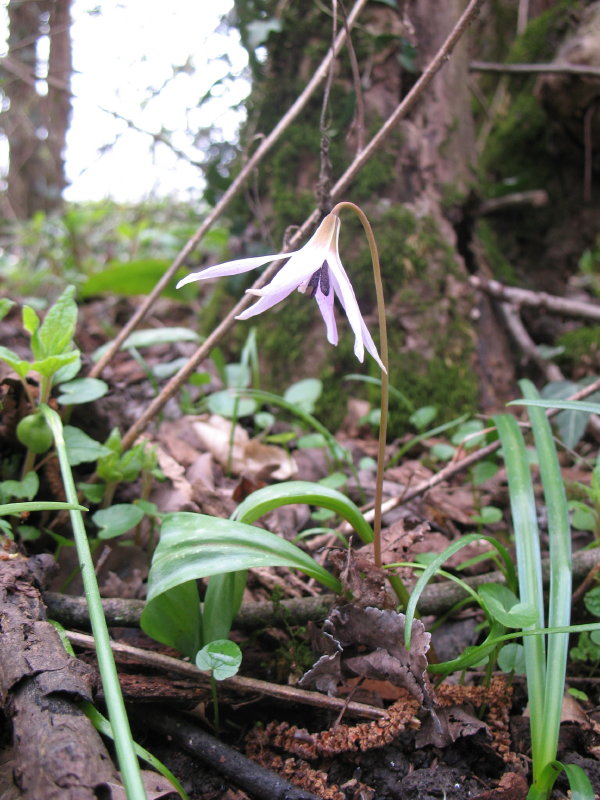 Erythronium dens-canis / Dente di cane