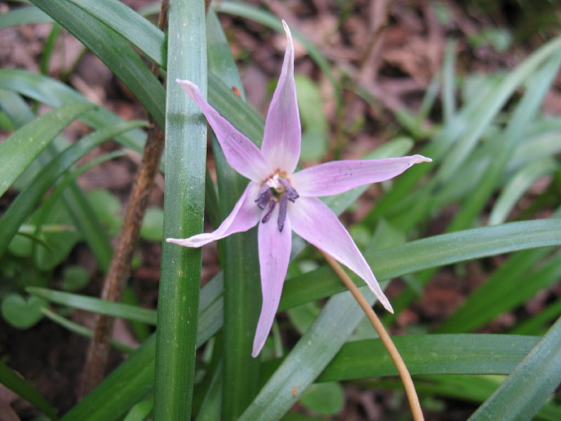 Erythronium dens-canis / Dente di cane