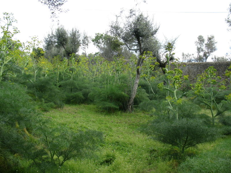 Ferula communis / Ferula comune