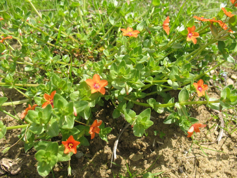 Bellissima a fiori rossi - Anagallis arvensis