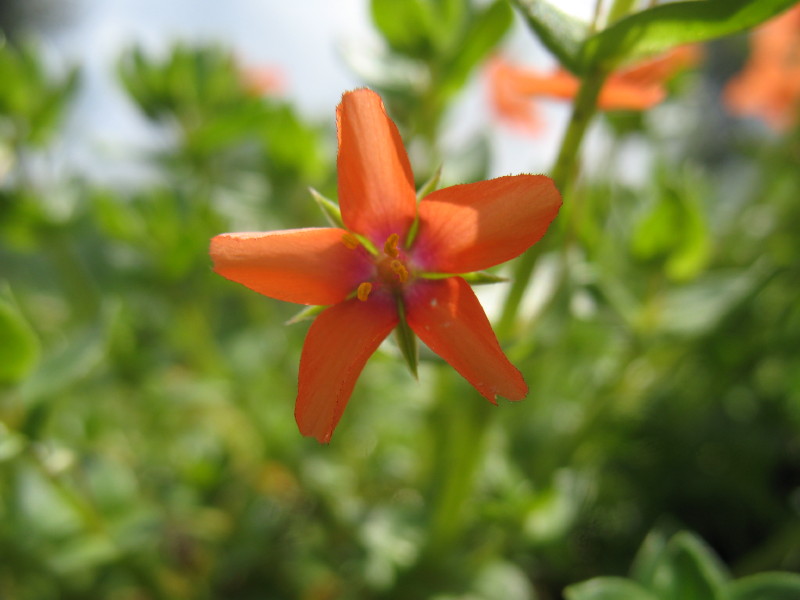 Bellissima a fiori rossi - Anagallis arvensis