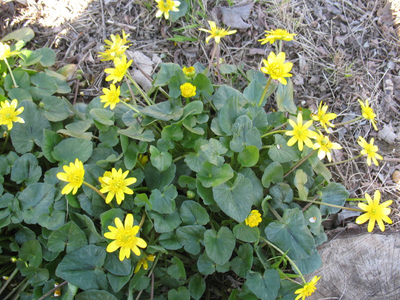 Ficaria verna (ex Ranunculus ficaria)