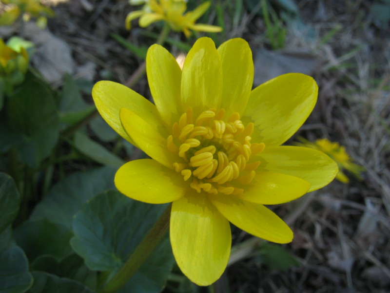 Ficaria verna (ex Ranunculus ficaria)