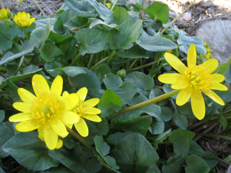 Ficaria verna (ex Ranunculus ficaria)