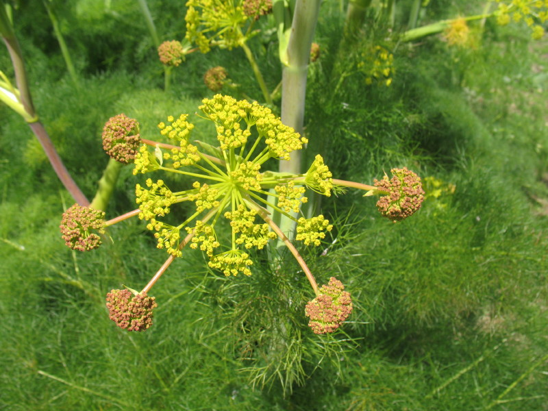 Ferula communis / Ferula comune