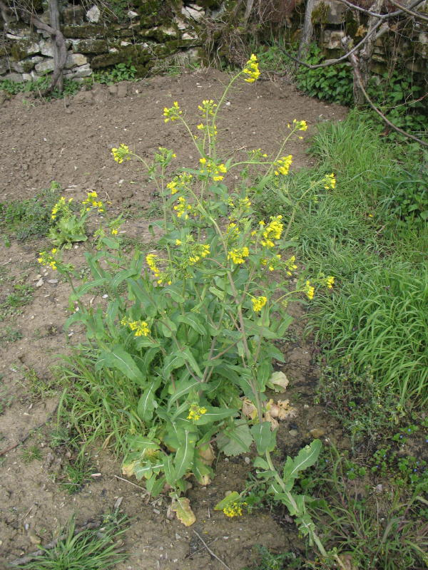 Piantina rustica - Brassica rapa  subsp. campestris