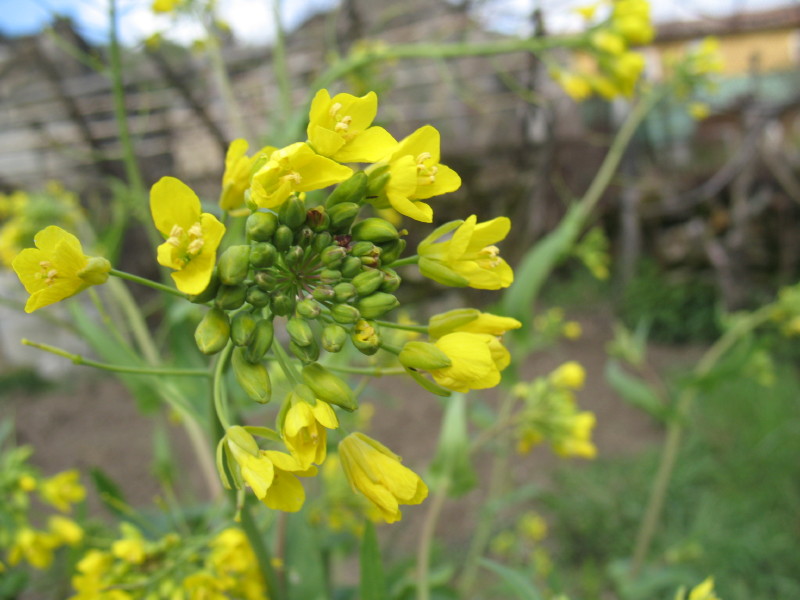 Piantina rustica - Brassica rapa  subsp. campestris