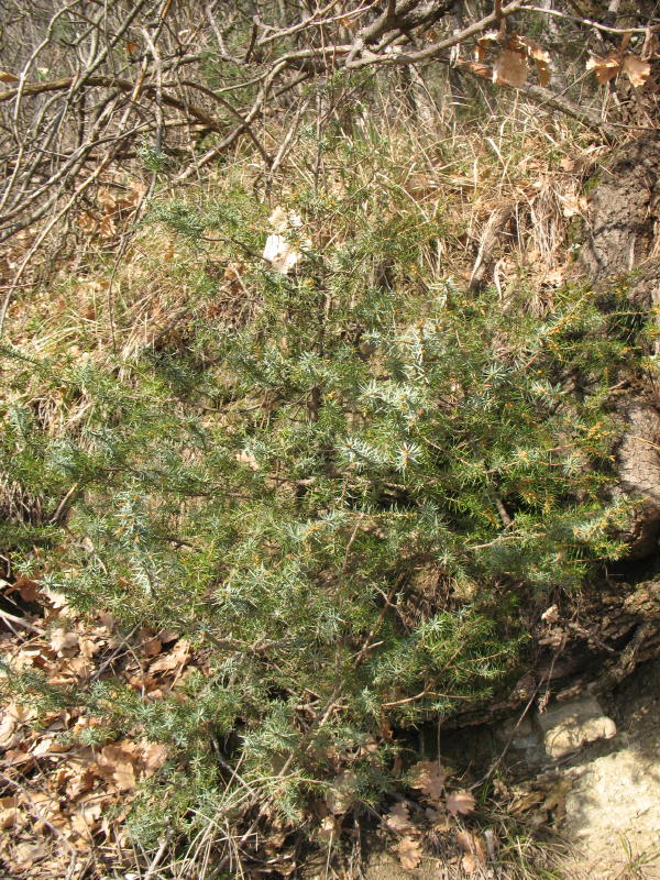 Juniperus communis - Ginepro comune