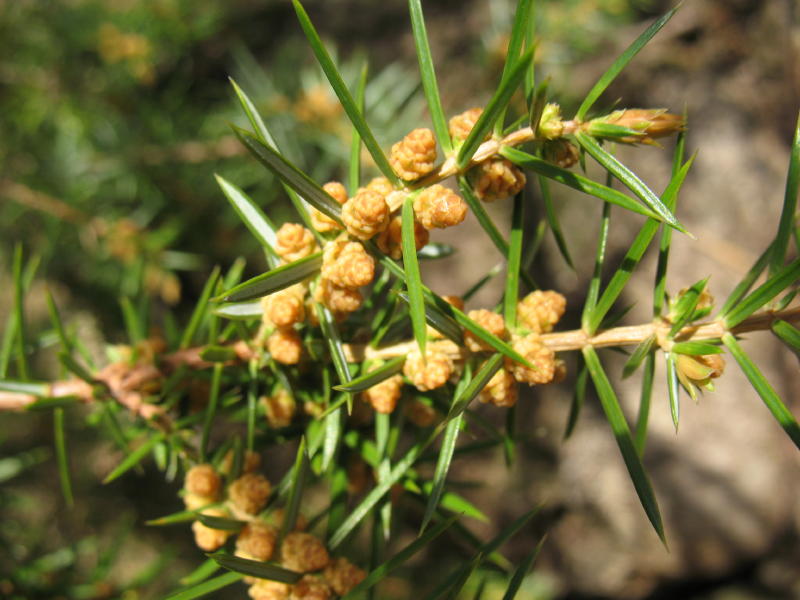 Juniperus communis - Ginepro comune