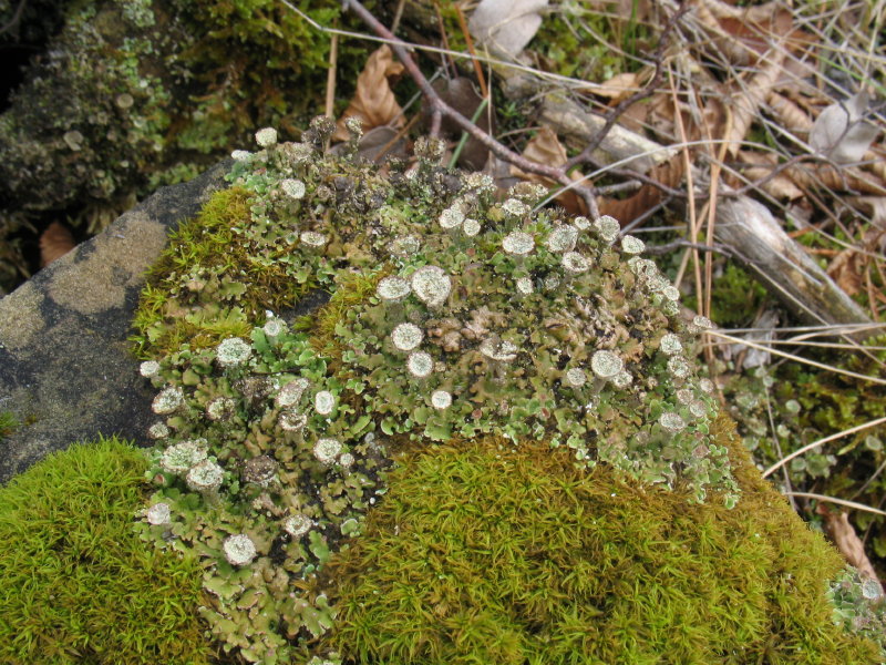 Cladonia pocillum