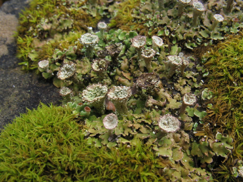 Cladonia pocillum