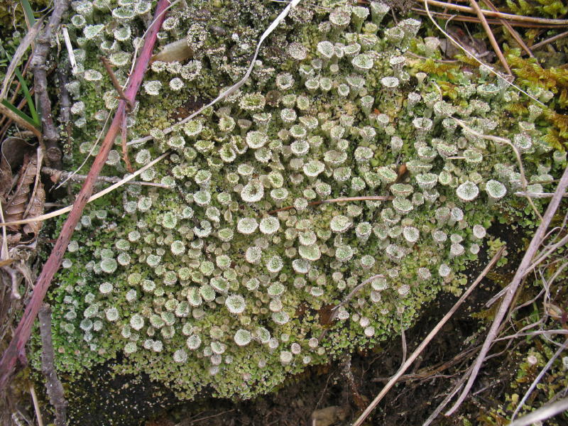 Cladonia pocillum