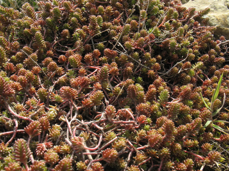 Sedum sexangulare