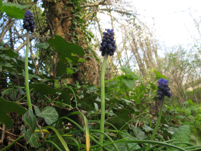 Muscari neglectum