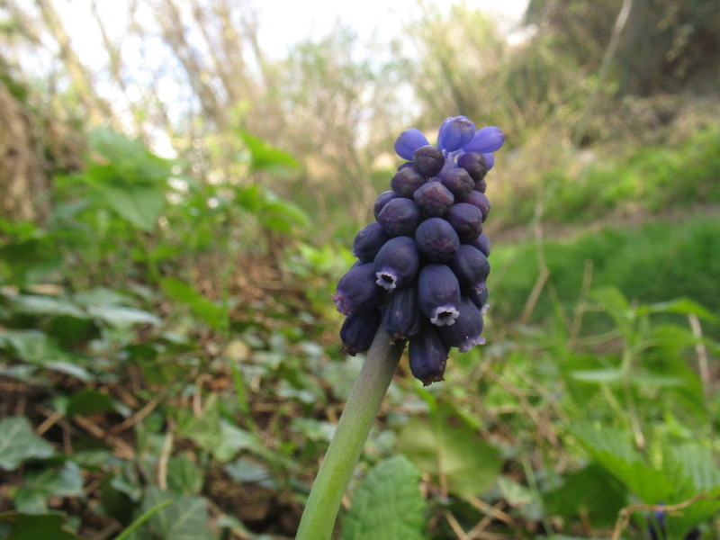 Muscari neglectum