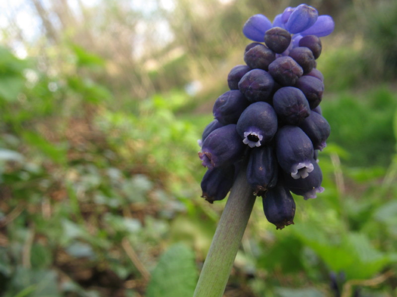 Muscari neglectum