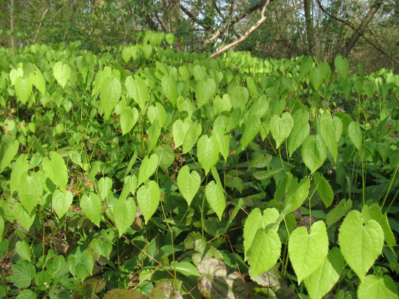 Epimedium alpinum / Epimedio