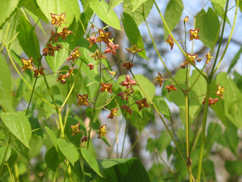 Epimedium alpinum / Epimedio