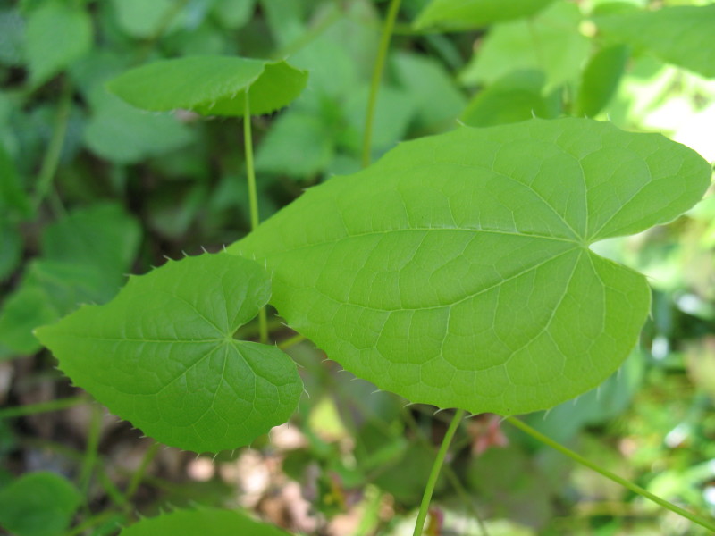 Epimedium alpinum / Epimedio