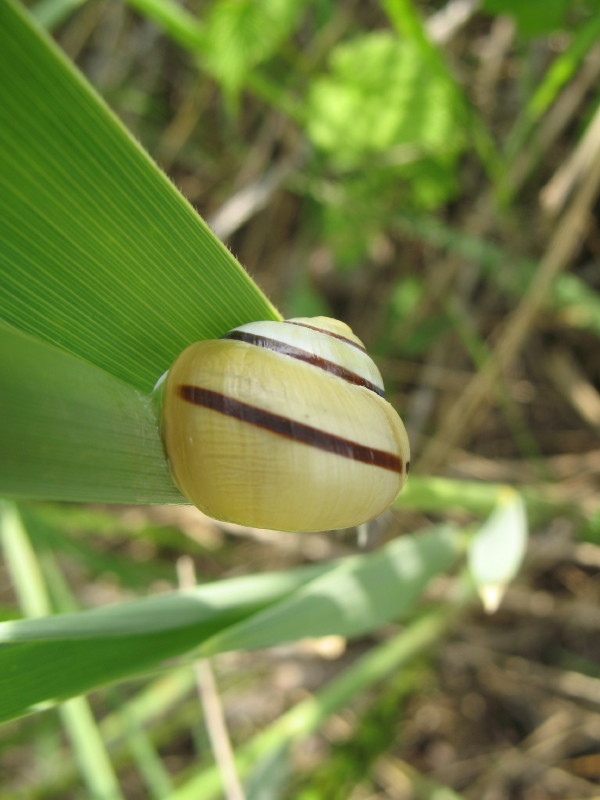 Cepaea vindobonensis ?