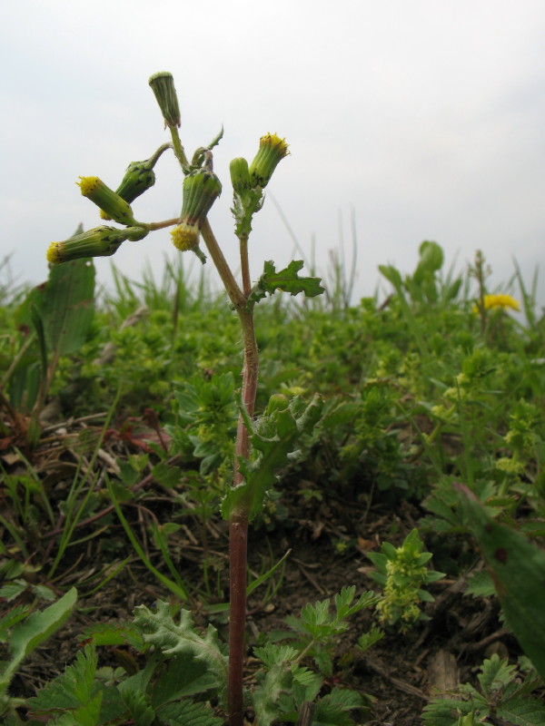 Senecio vulgaris / Senecione comune