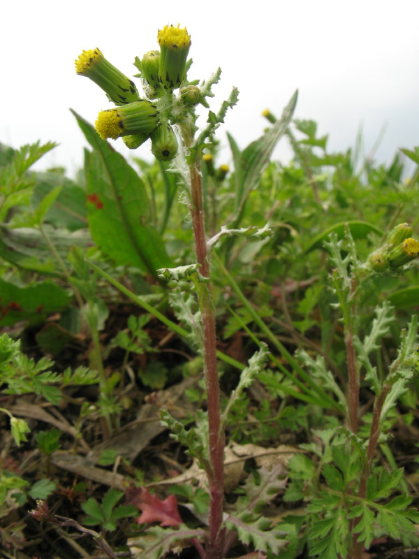 Senecio vulgaris / Senecione comune