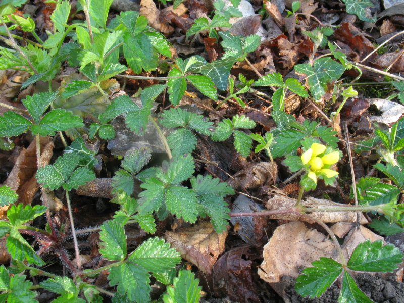 Potentilla indica (=Duchesnea indica) / Fragola matta