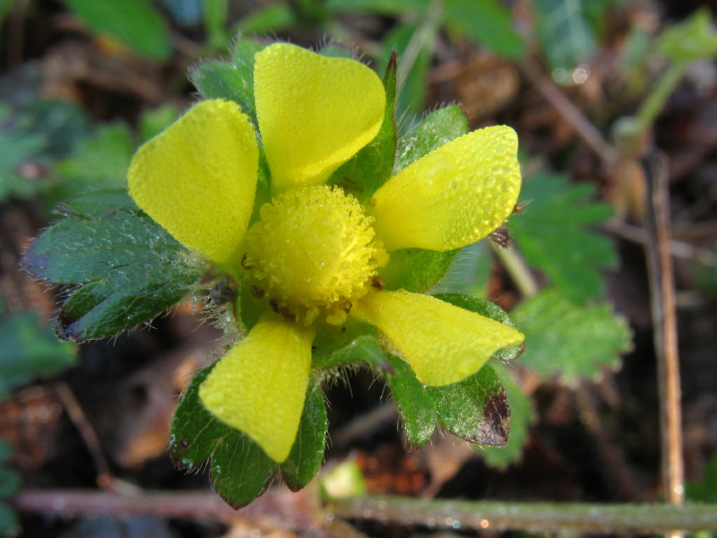 Potentilla indica (=Duchesnea indica) / Fragola matta