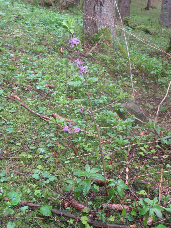 Pianta dai fiori violacei - Daphne mezereum