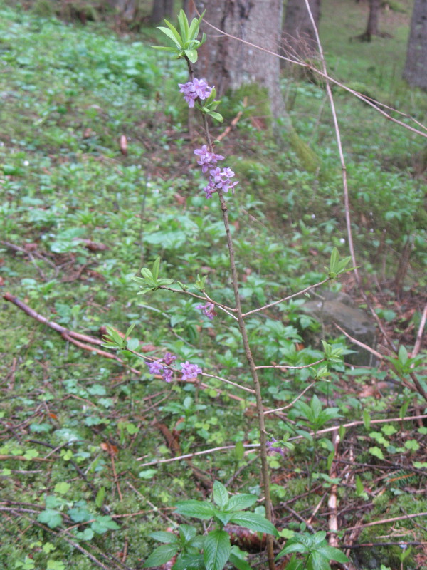 Pianta dai fiori violacei - Daphne mezereum