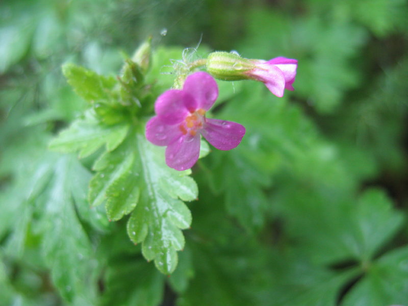 Geranium purpureum / Geranio purpureo