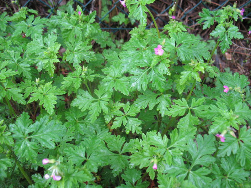 Geranium purpureum / Geranio purpureo