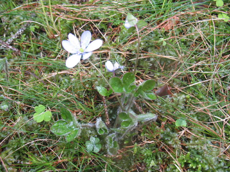 Hepatica nobilis / Erba trinit