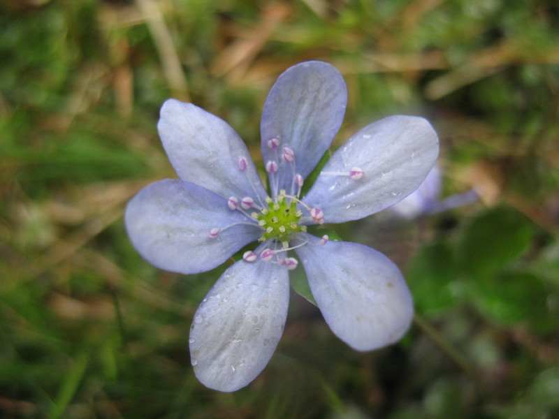 Hepatica nobilis / Erba trinit