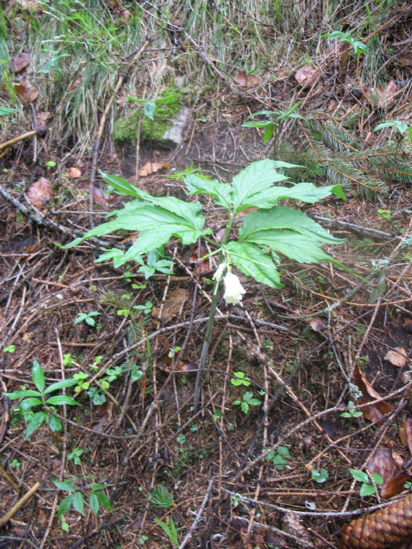 Cardamine enneaphyllos